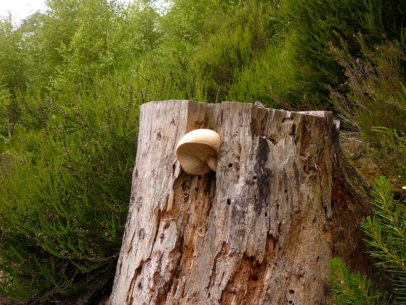 Neolentinus lepideus 001